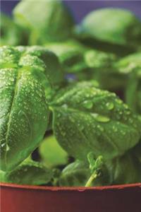Fresh Basil Plant Journal (You Can Almost Smell It)