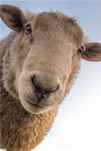 Well, Hello There You Cute Wooly Sheep Close Up Journal
