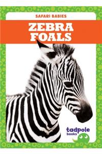 Zebra Foals