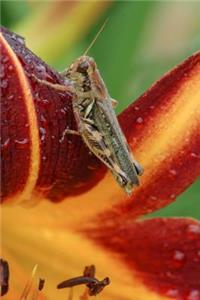 Grasshopper on a Daylily Flower Journal