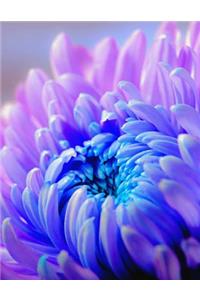 Chrysanthemum