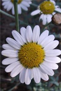 Daisy Argyranthemum Haouarytheum Wildflower Journal
