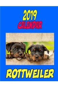 2019 Calendar Rottweier