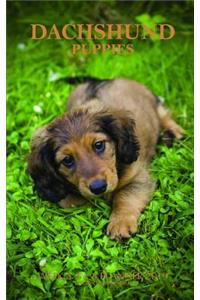 Dachshund Puppies Weekly 5 X 8 Planner 2019