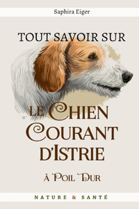 Tout Savoir Sur Le Chien d'Istrie à Poil Dur