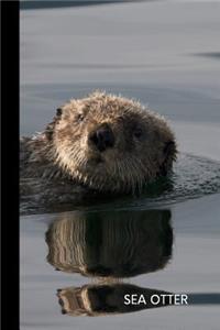 sea otter