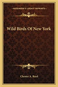 Wild Birds of New York