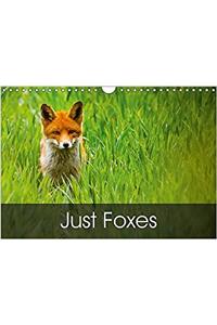 Just Foxes 2017