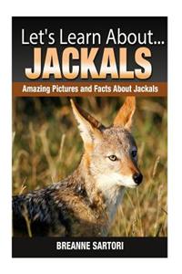 Jackals: Amazing Pictures and Facts about Jackals