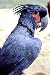 Palm Cockatoo Journal