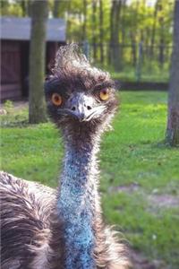 Lesser Rhea Bird Journal