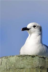 Seagull Journal