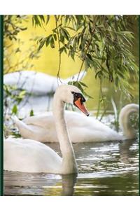 Swan