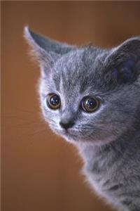 Portrait of a British Shorthair Blue Cat as a Kitten Journal