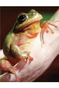 Frog 8.5