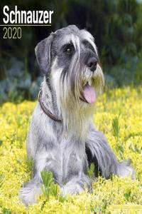 Schnauzer Calendar 2020