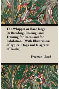 Whippet or Race Dog