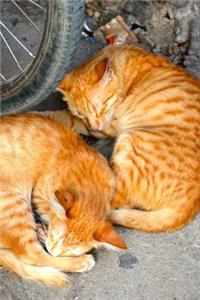 Two Orange Cats Taking an Afternoon Nap Journal