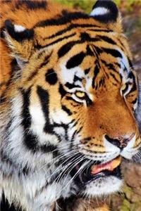 Big Cats Notebook