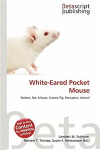White-Eared Pocket Mouse