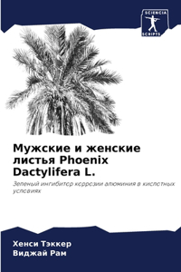 Мужские и женские листья Phoenix Dactylifera L.