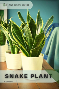 Snake Plant