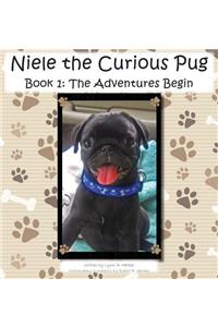 Niele the Curious Pug