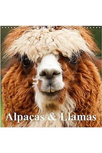 Alpacas & Llamas 2017