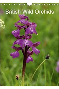British Wild Orchids 2017
