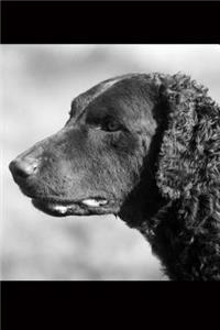 The Curly-Coated Retriever Dog Journal