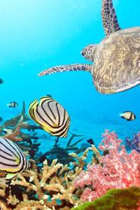 Butterfly Fish, a Sea Turtle, and Coral in the Ocean