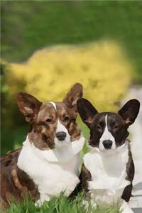 Cardigan Welsh Corgi
