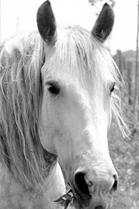 2020 Weekly Planner Horse Photo Equine Horse Grass 134 Pages