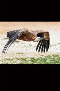 Griffon Vulture in Flight Journal