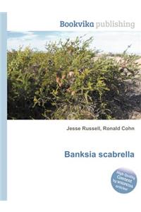 Banksia Scabrella