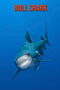 Bull Shark