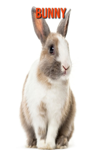 Bunny