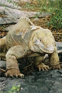Santa Fe Land Iguana on Galapagos Islands Journal