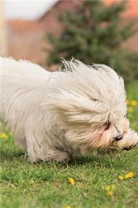 Coton de Tulear Notebook & Journal. Productivity Work Planner & Idea Notepad