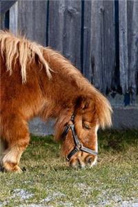 Miniature Horse