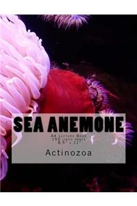 Sea Anemone