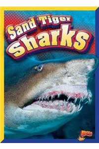 Sand Tiger Sharks