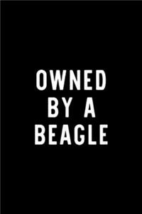 Owned By A Beagle