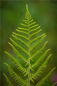 Fern Notebook