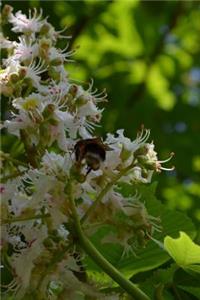 Chestnut Tree Blooming in Spring Journal