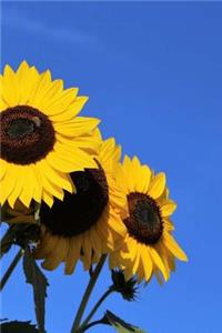 Notebook Stunning Sunflowers in Bloom