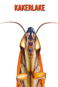 Kakerlake