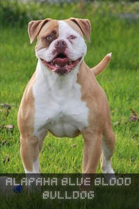 Alapaha Blue Blood Bulldog