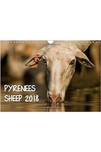 Pyrenees Sheep 2018 2018
