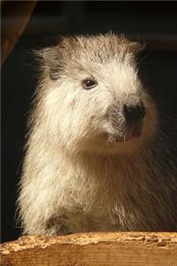 Hutia Conga Tree Rat Animal Journal